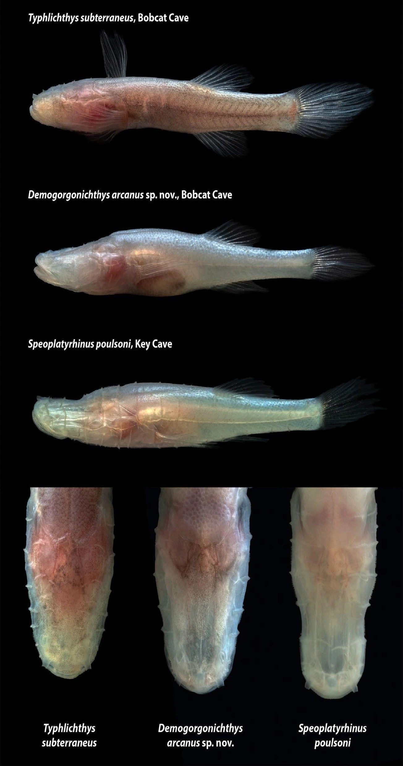 Pesce demone a confronto con altre specie. Credit: Matthew Niemiller/Università dell'Alabama/Scientific Reports