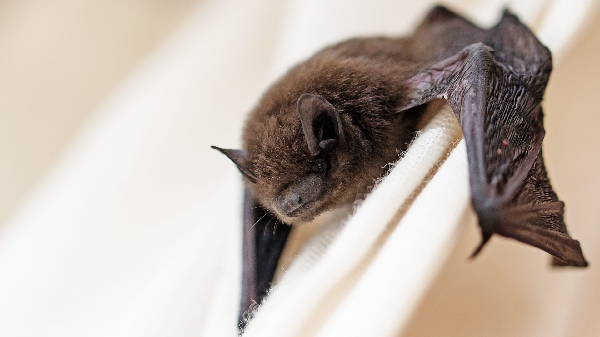 Cosa fare se si entra in contatto con un pipistrello: dal lavaggio al consulto medico. I consigli dell'UKHSA