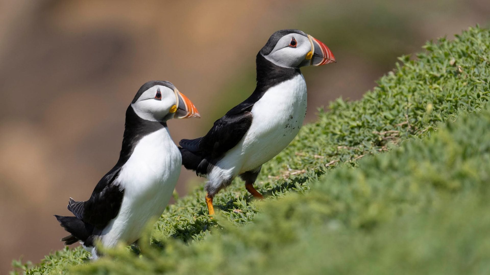 Le foto dei bellissimi pulcinella di mare, i "pinguini dell'emisfero boreale": possono essere visti anche in Italia