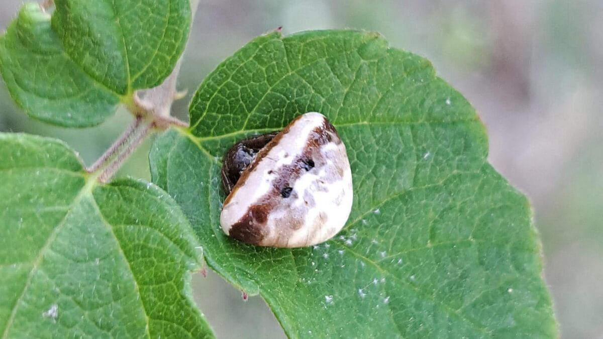 Il ragno Cyrtarachne ixoides che imita gli escrementi degli uccelli. Credit: Andrea Bonifazi