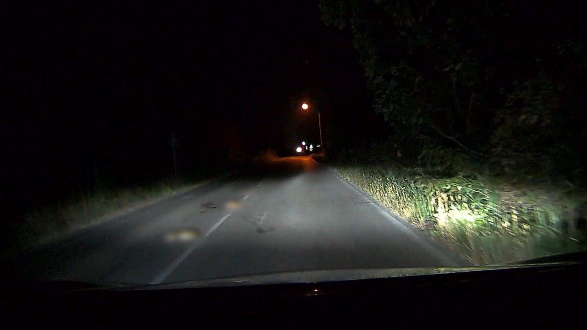 Famiglia di tassi falciata e uccisa su una strada al Parco del Circeo: "Basta, è una strage". La proposta del tutor