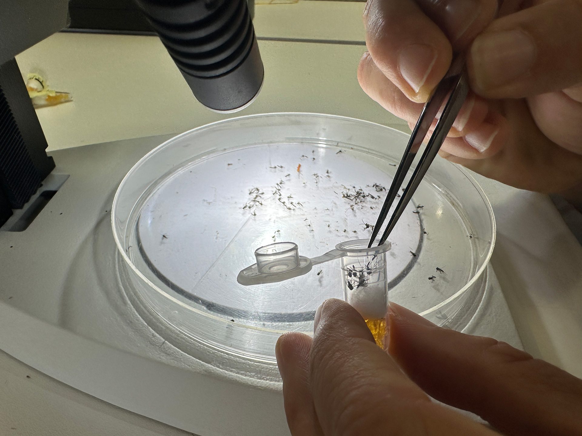 Zanzara tigre, come funziona la tecnica del maschio incompatibile che a Roma ha ridotto dell’88% le uova vitali