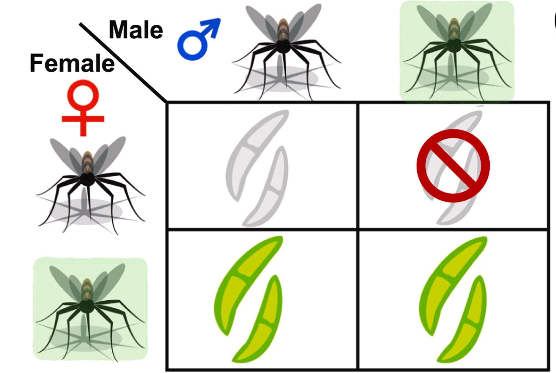 La tecnica del maschio incompatibile sfrutta il batterio Wolbachia per impedire lo sviluppo di una progenie vitale: l'incompatibilità citoplasmatica si verifica quando un maschio portatore del batterio (ombreggiatura verde) si accoppia con una femmina non infetta (nessuna ombreggiatura) oppure ospita un diverso ceppo del batterio. Credit: Matsufuji et al. Journal of Theoretical Biology 2023.
