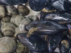 Caldo record nel Delta del Po: moria di bivalvi