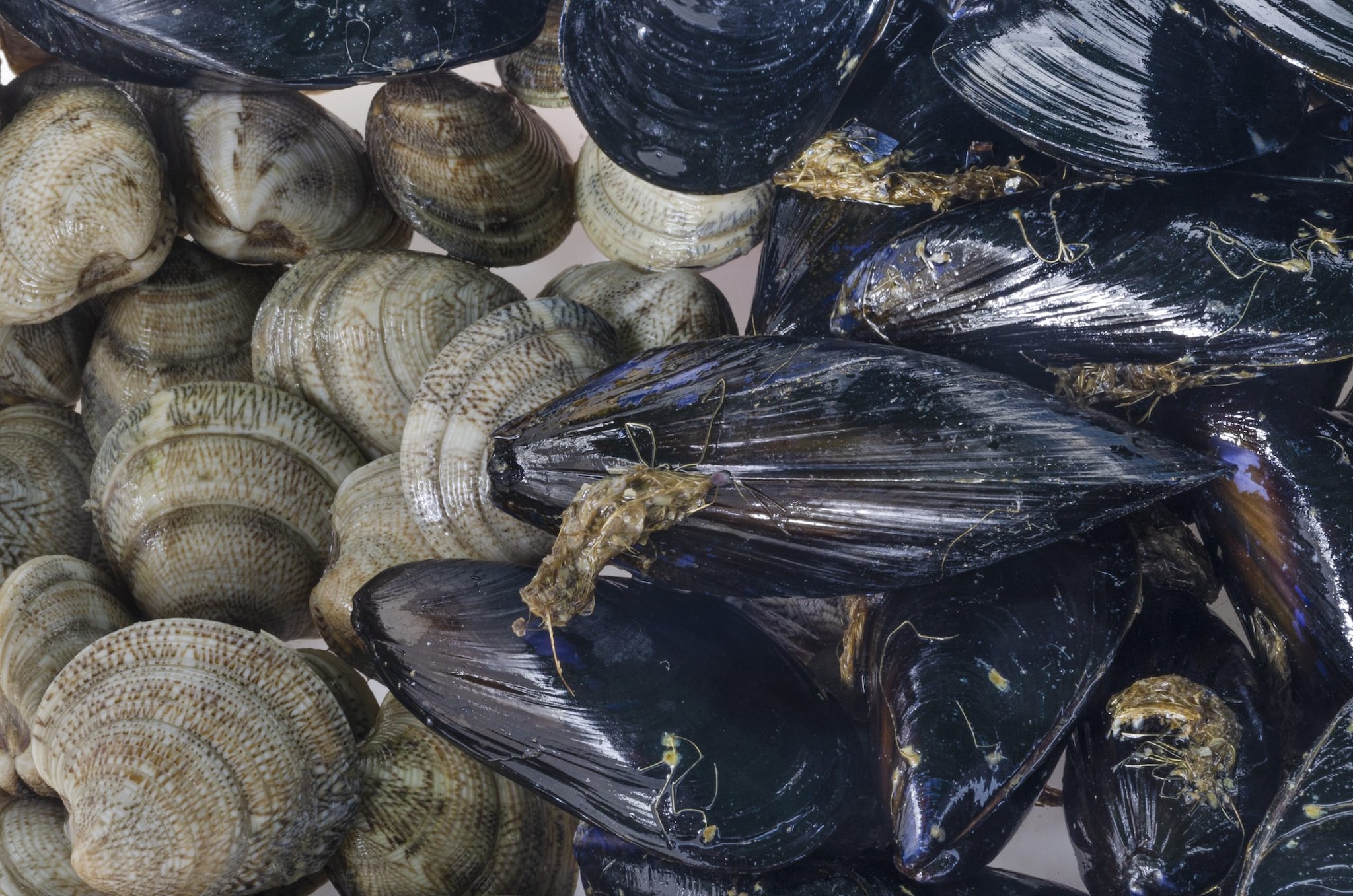 Lagune del Delta del Po a 32 °C, muoiono cozze e vongole: l’allarme di Confcooperative Alimentare e Pesca
