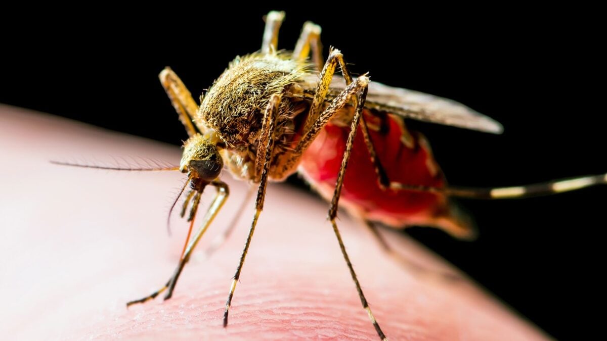 Una zanzara del genere Culex, principale vettore del West Nile Virus