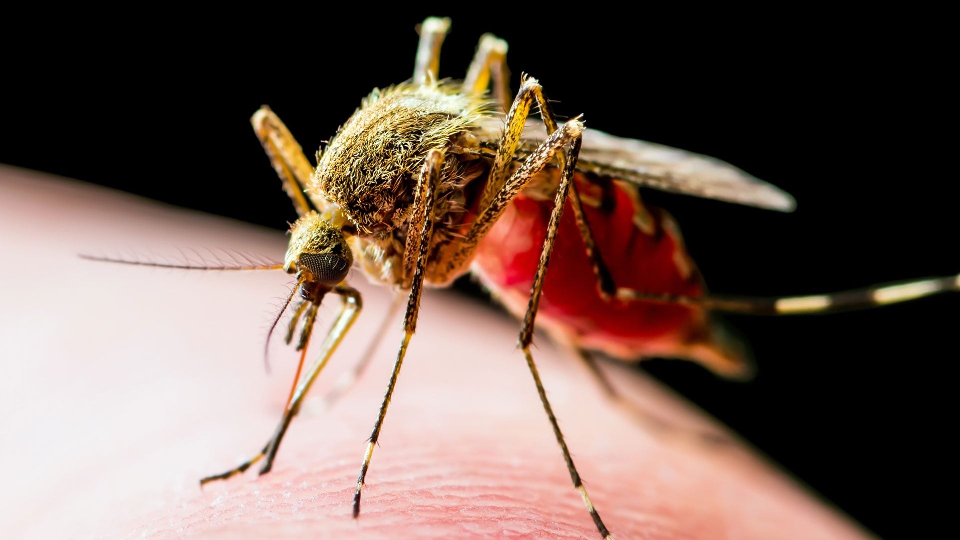 West Nile Virus in Italia, Bassetti: “Non vorrei un altro Ferragosto con un’esplosione di casi”