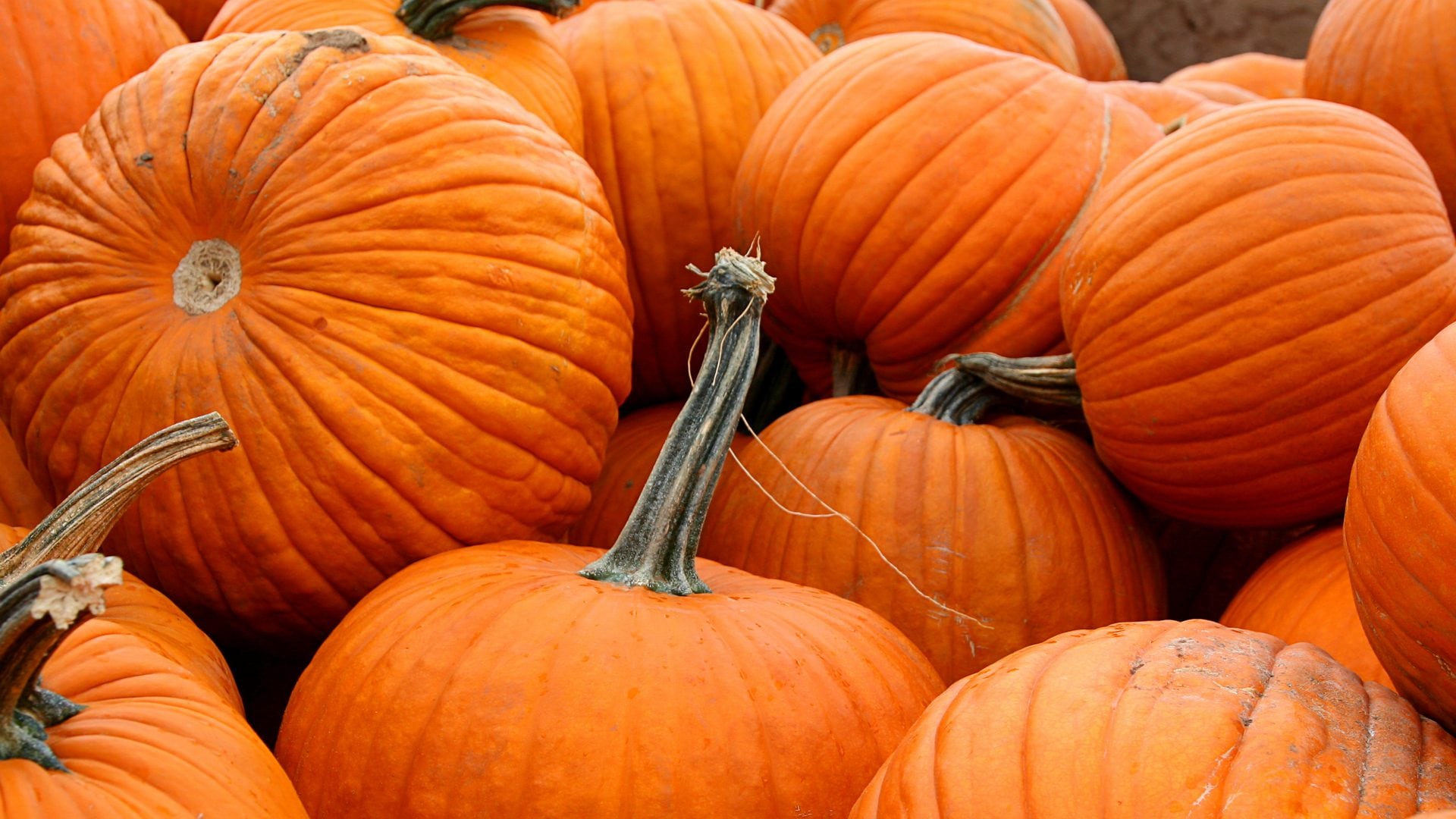 La buccia di zucca è formidabile per la conservazione degli alimenti, meglio della plastica. Lo studio giapponese