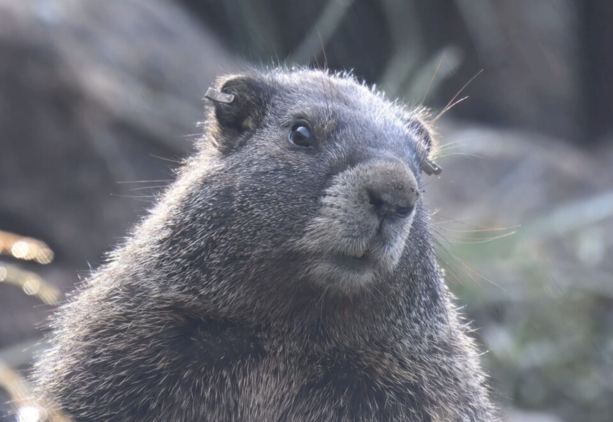 Ho iniziato a seguire una marmotta su OnlyFans
