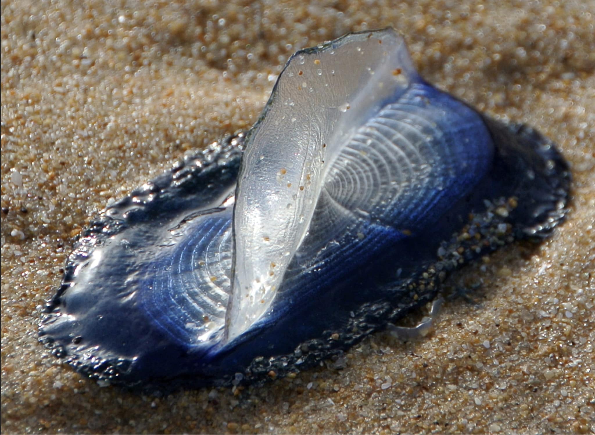 Le strane creature blu apparse sulle coste del Regno Unito: sembrano meduse ma sono idrozoi