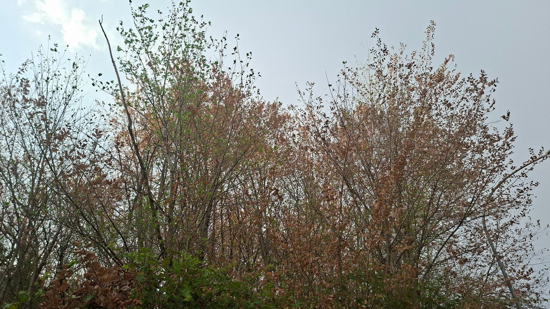 Tanti alberi secchi e dall'aspetto autunnale: "La colpa è di un insetto che attacca gli olmi"
