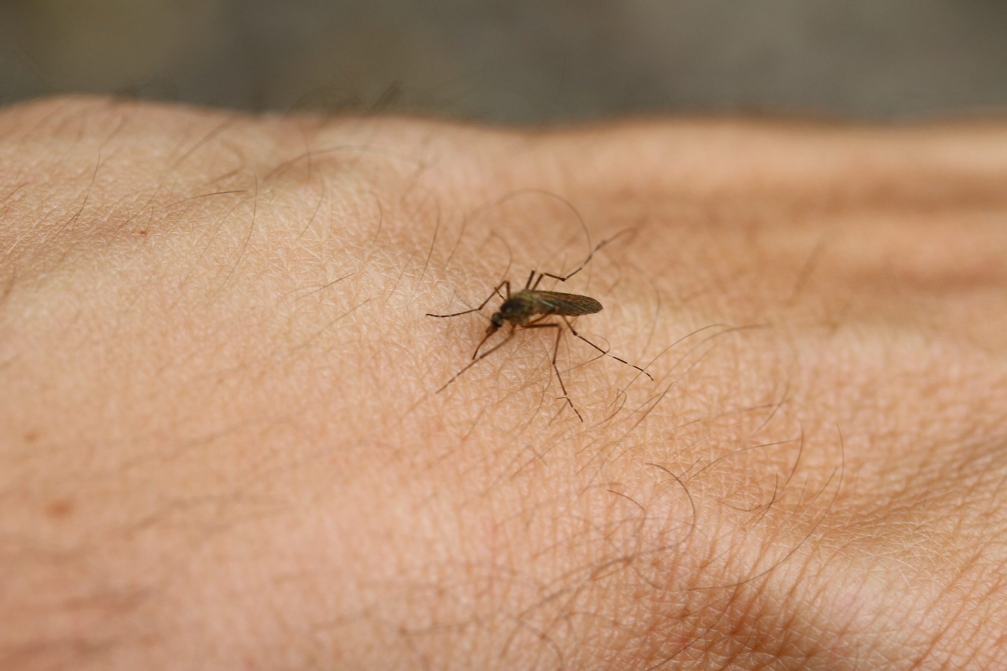 West Nile, l’ISS registra 84 casi e 2 morti in Italia. Bassetti: “Con sintomi compatibili servono esami specifici”
