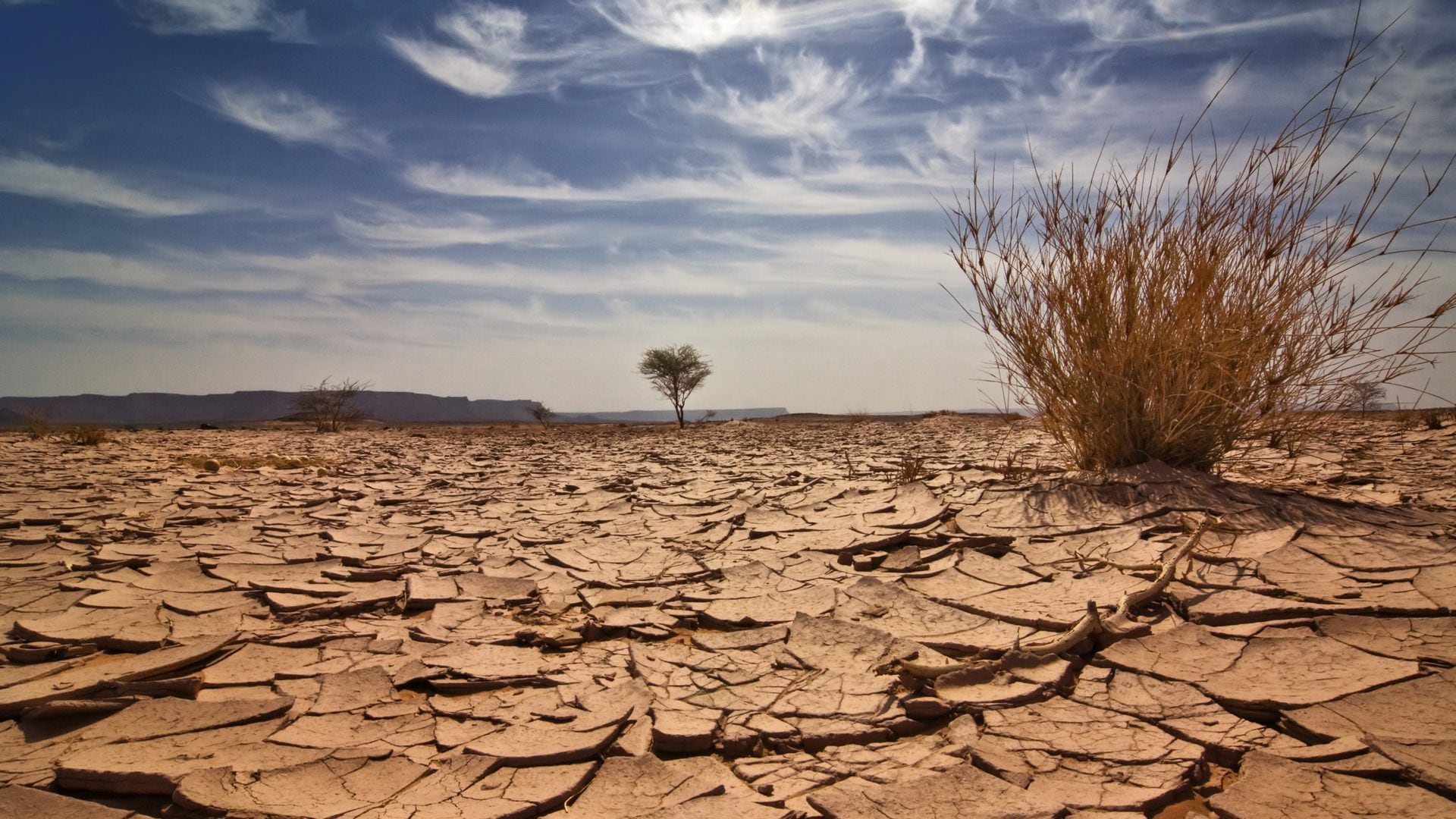 Crisi climatica, entro il 2100 il 40% delle terre emerse sarà "zona arida": gli effetti della CO2 sulle piante