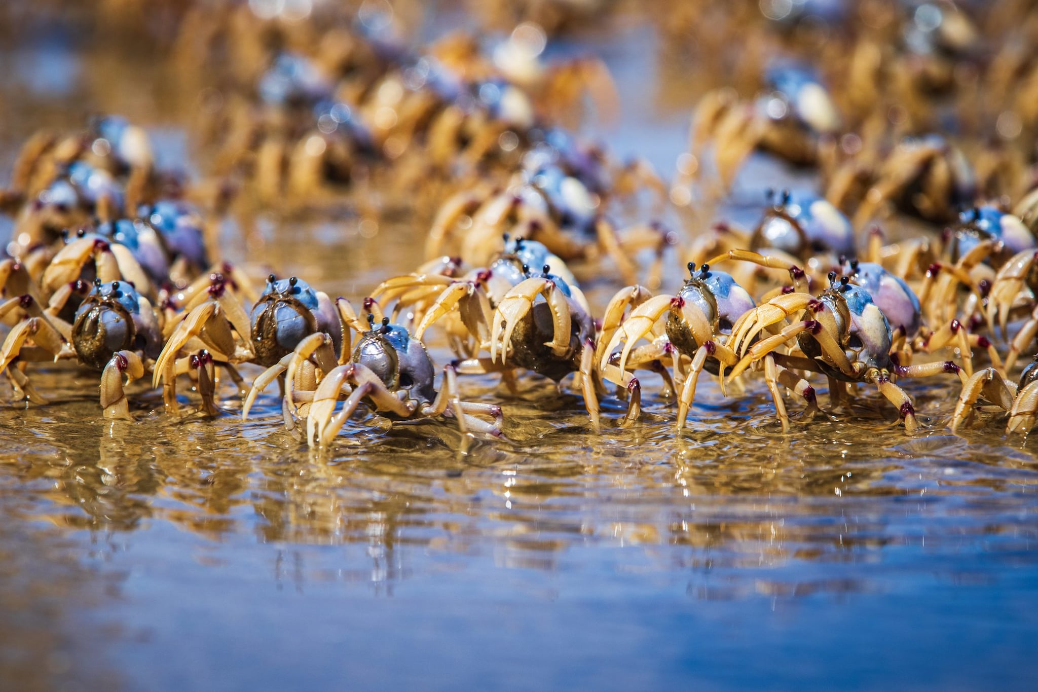 L’innalzamento del livello del mare può aumentare la diffusione di specie marine invasive