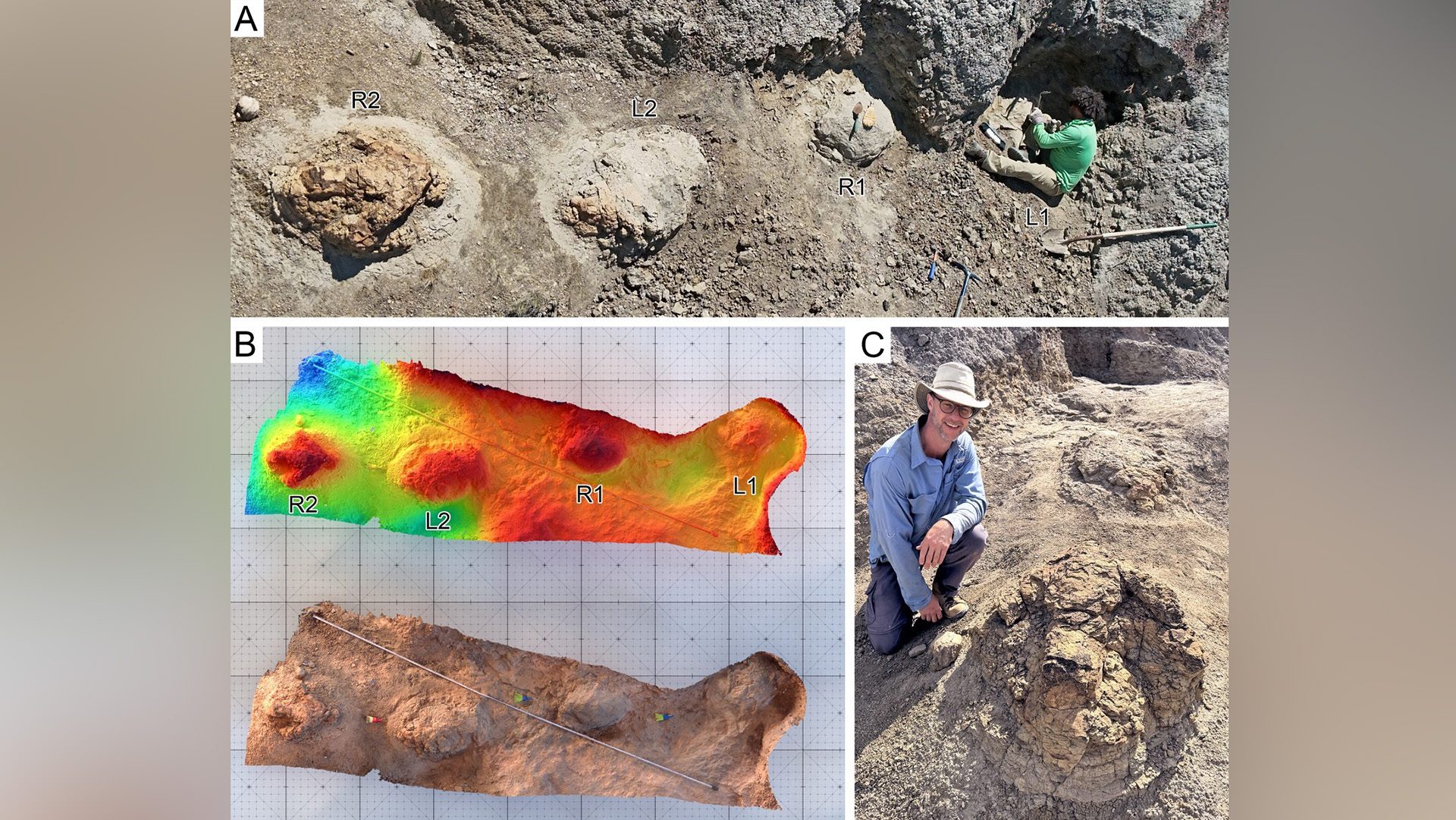 Scoperta la prima pista di impronte fossili di un T. rex adulto: come camminava il tirannosauro