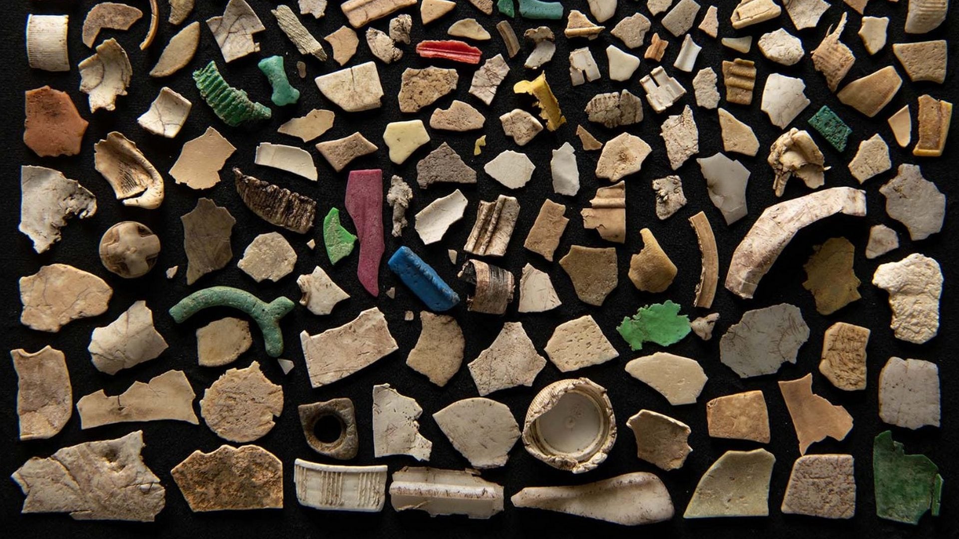 Trovato un uccello marino con 894 pezzi di plastica nello stomaco