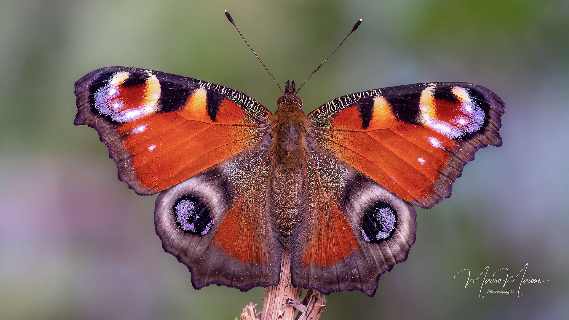 Le foto della vanessa occhio di pavone, splendida farfalla avvistata a Velletri: “L'ortica è la pianta nutrice”