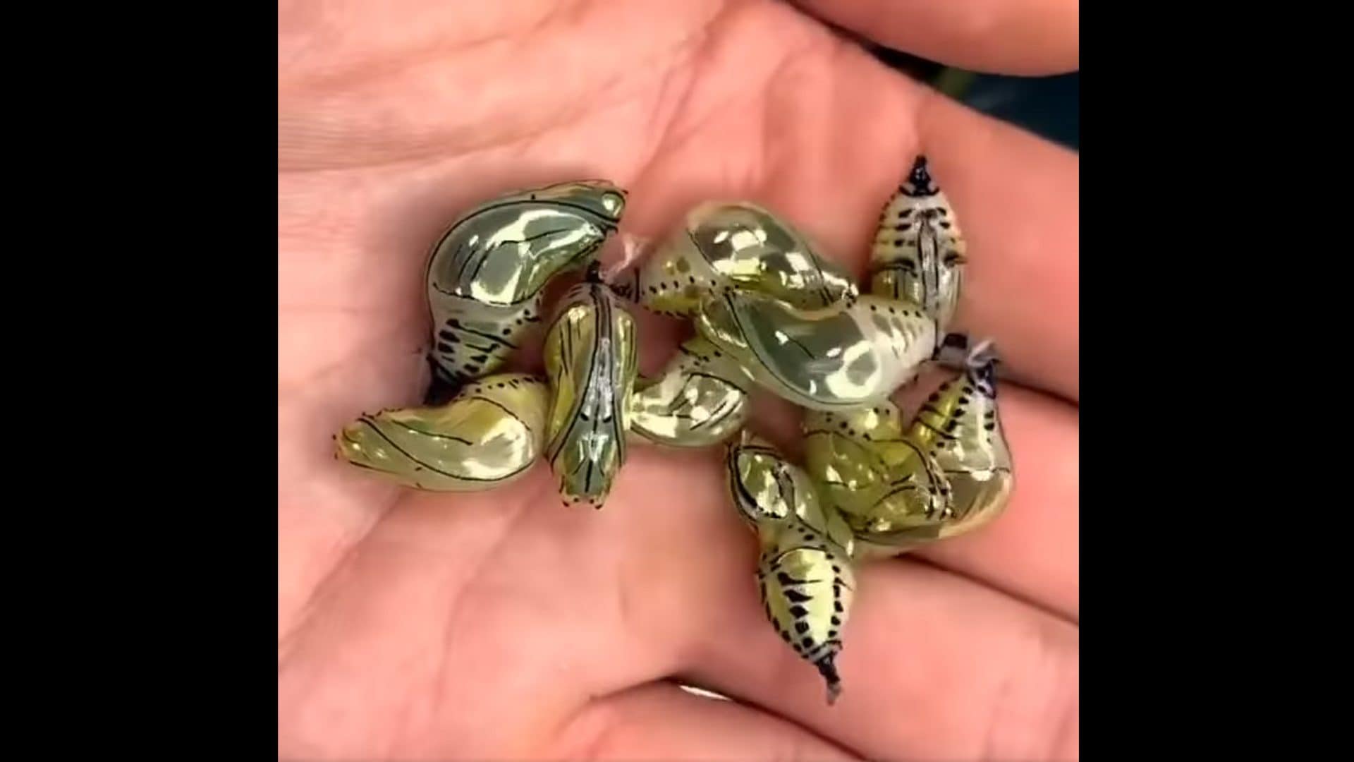 Sembrano gioielli d'oro, ma sono magnifiche crisalidi: Bonifazi spiega il segreto di una farfalla tropicale
