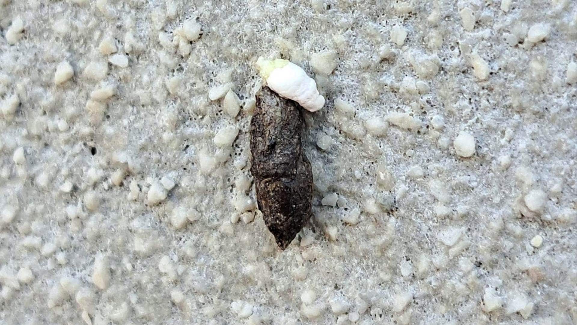 Gli escrementi che trovi spesso su davanzali e terrazzi non sono di topi, ma di gechi