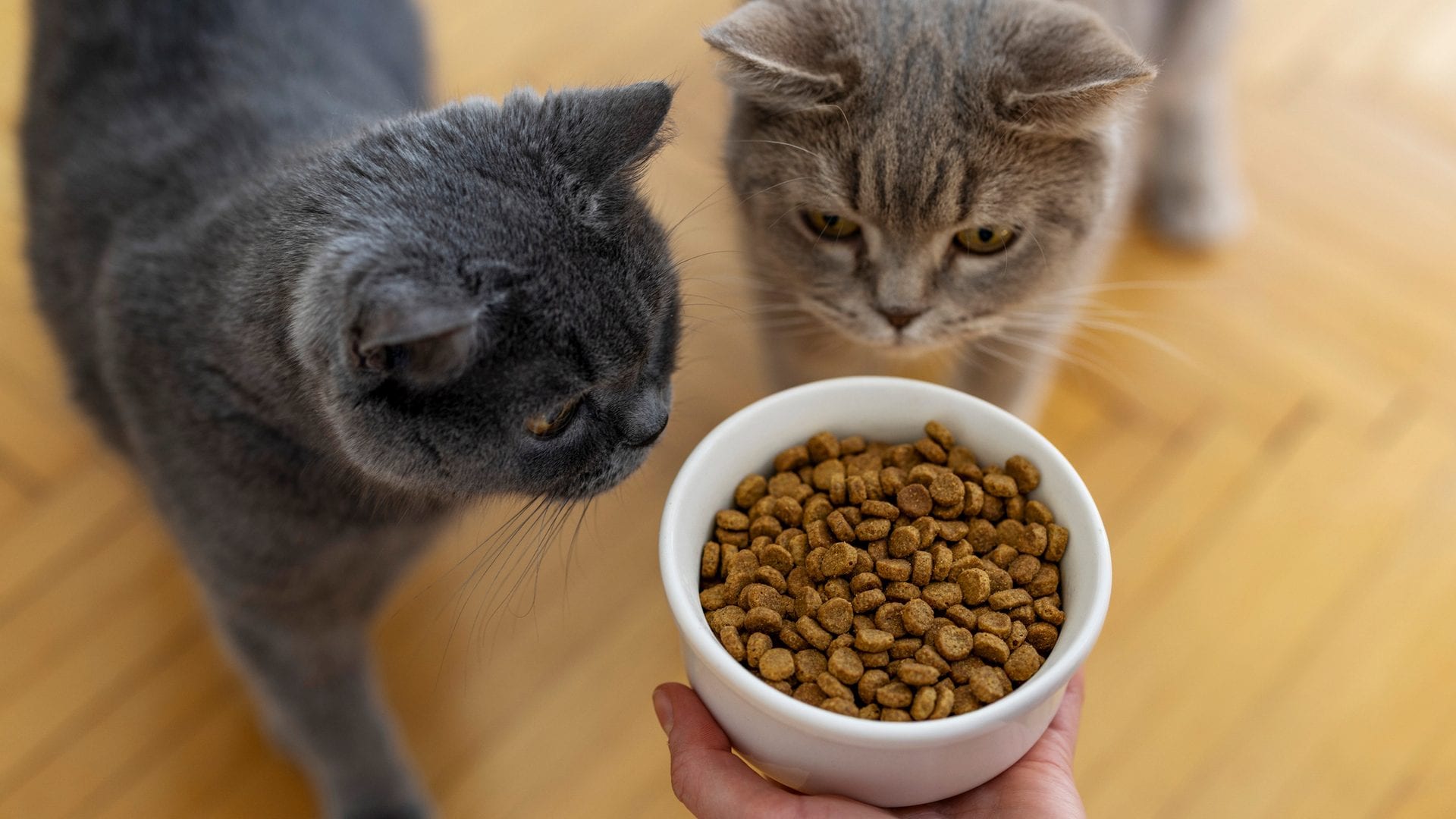 I gatti nutriti con la dieta vegana risultano più magri e in salute in uno studio, ma ci sono limiti