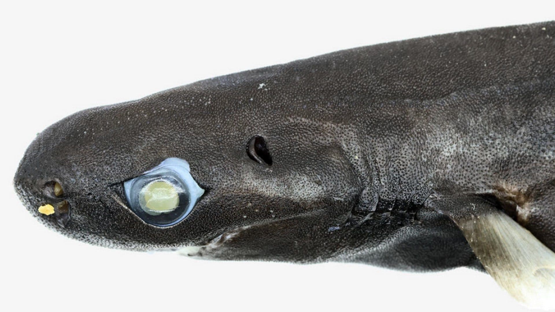 Scoperta nuova specie di squalo di circa 20 cm: può sfidare il primato di più piccolo al mondo