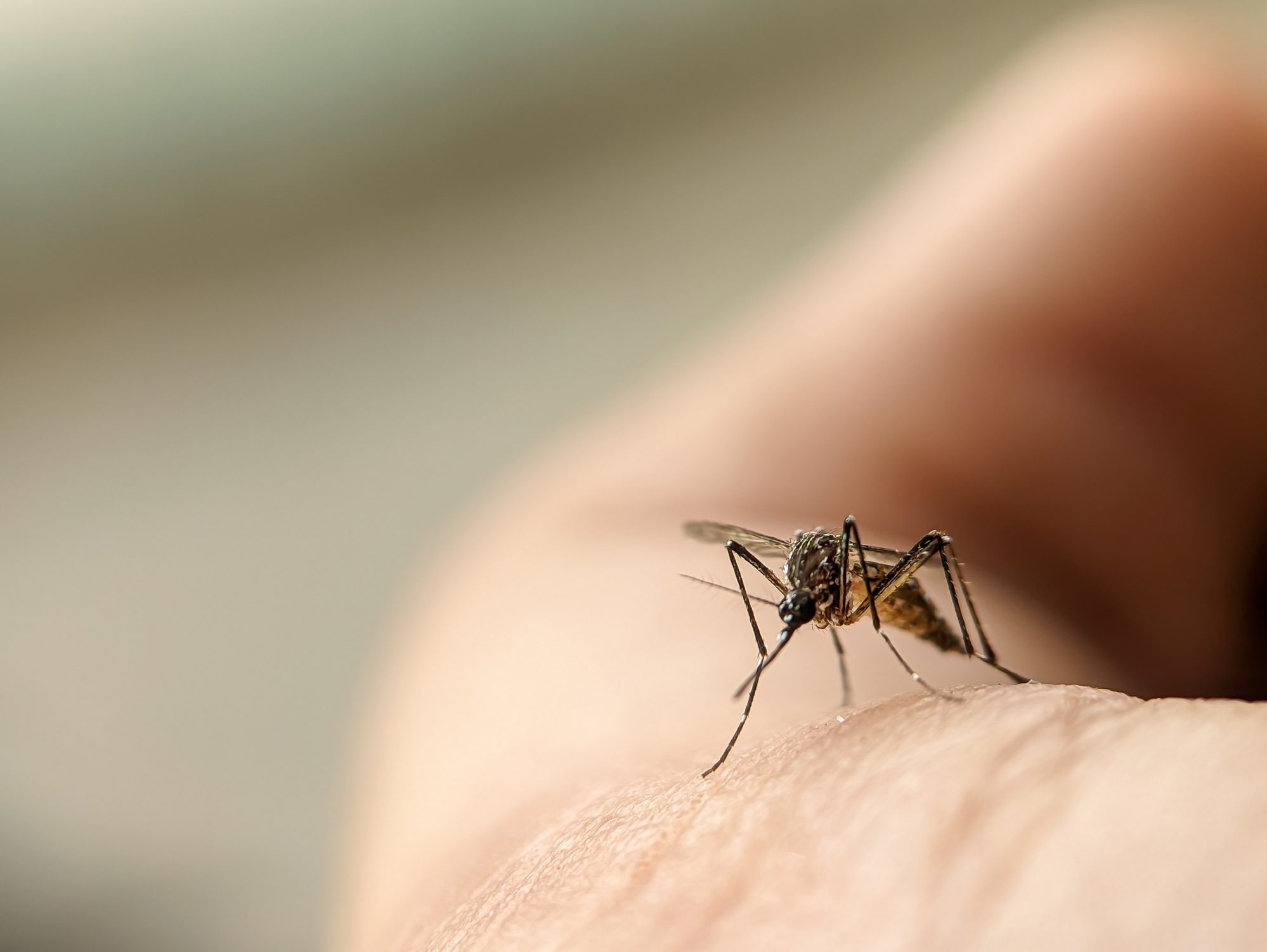 Zanzare a ottobre, perché ce ne sono così tante: il ruolo di caldo e umidità spiegato dall’entomologo Fontana