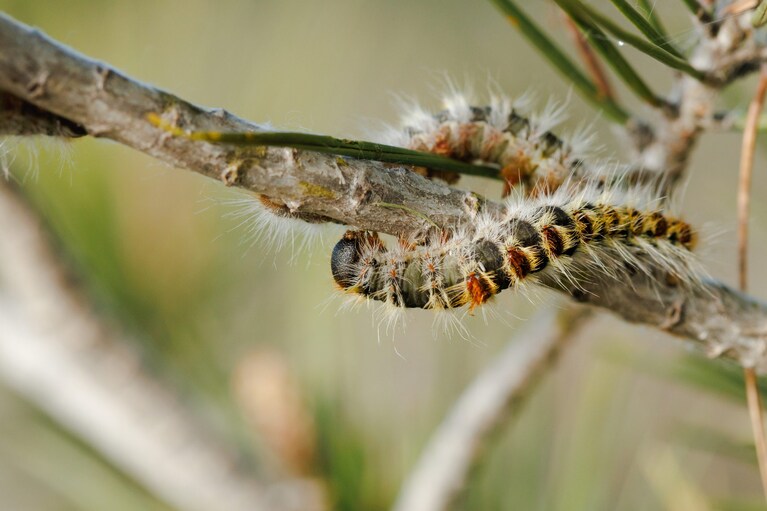 processionaria