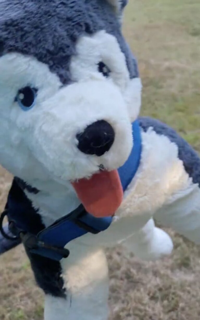 cane di peluche