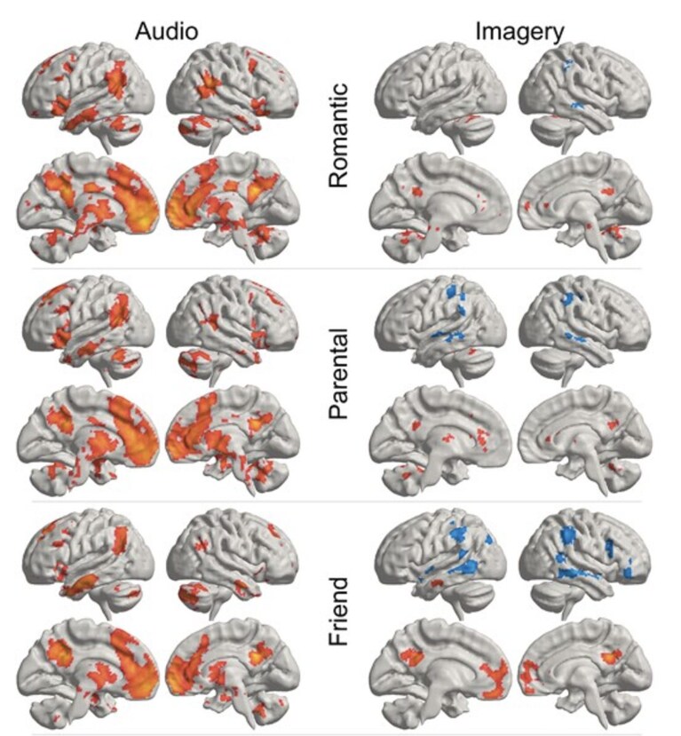 credits: "Six types of loves differentially recruit reward and social cognition brain areas" - Cerebral Cortex, Rinne and co