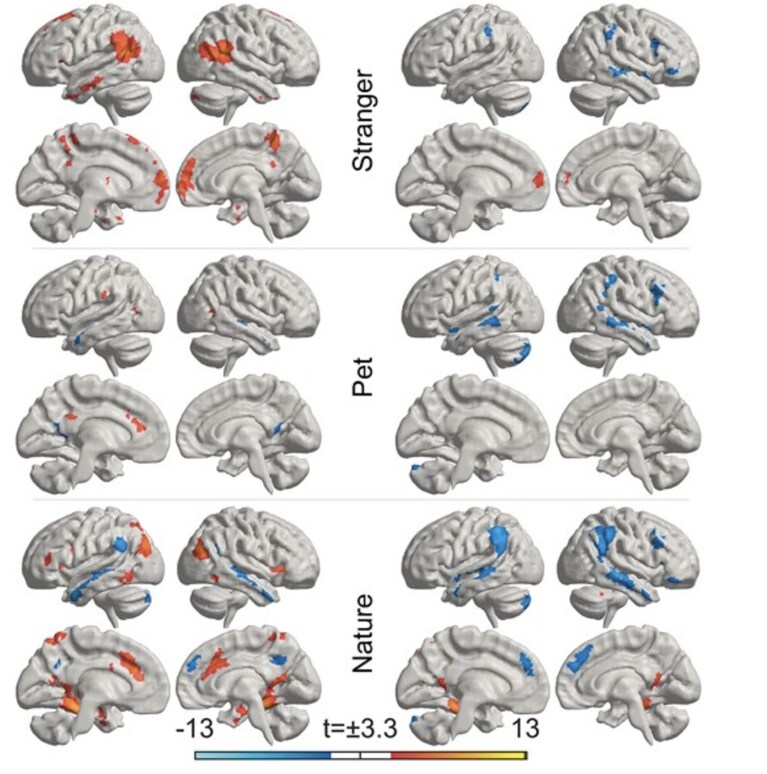 credits: "Six types of loves differentially recruit reward and social cognition brain areas" - Cerebral Cortex, Rinne and co