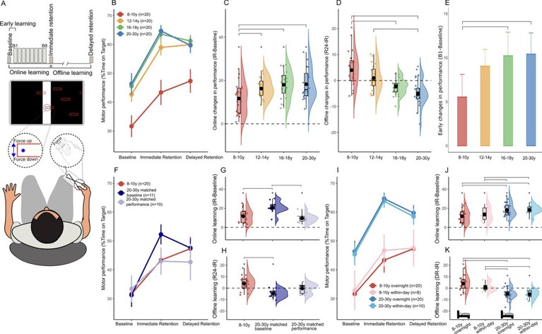 Credits: "Distinct mechanisms for online and offline motor skill learning across human development" - Developmental Science