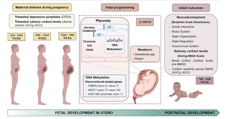 Credits: "Placental epigenetic signatures of maternal distress in glucocorticoid-related genes and newborn outcomes: A study of Spanish primiparous women"_ Science Direct