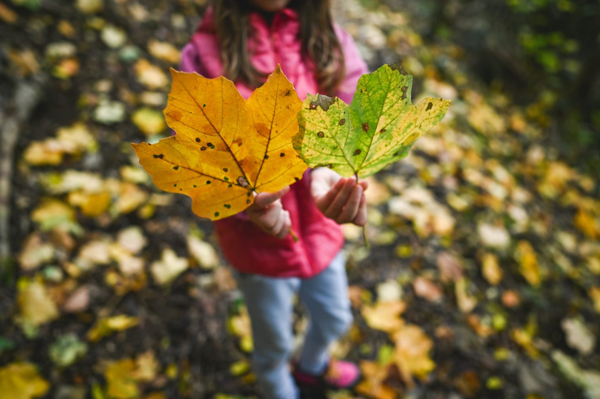 catalogare le foglie per forma e colore può essere un passatempo stimolante per il periodo autunnale.