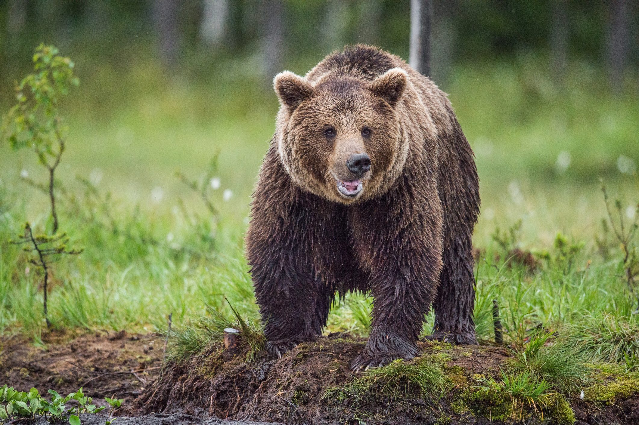 orso bruno