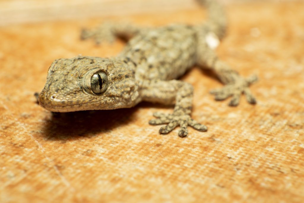 I gechi vanno in letargo? Cosa fanno e dove vanno per sopravvivere al ...