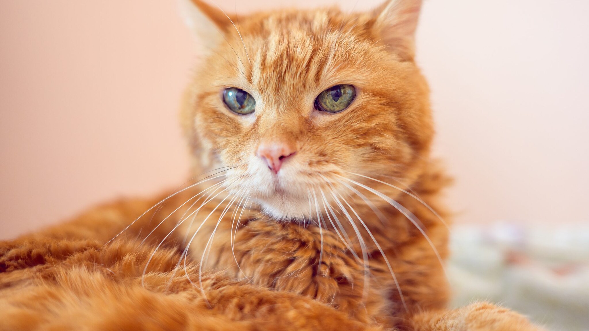 Finalmente abbiamo scoperto perché i gatti nascono rossi (e perché sono