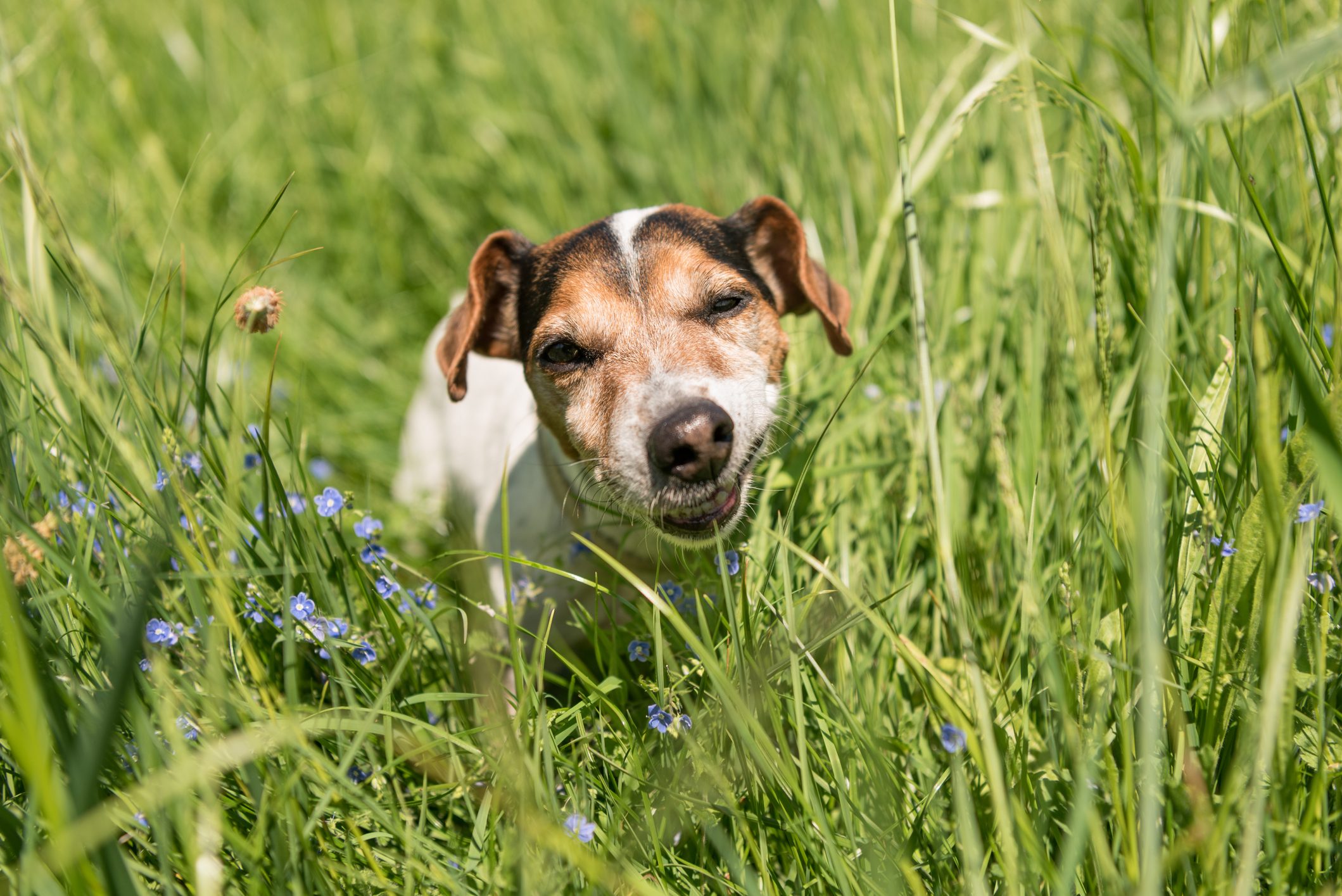 Feci del cane con presenza di muco: cause, sintomi e cosa fare Feci del cane con presenza di muco: cause, sintomi e cosa fare