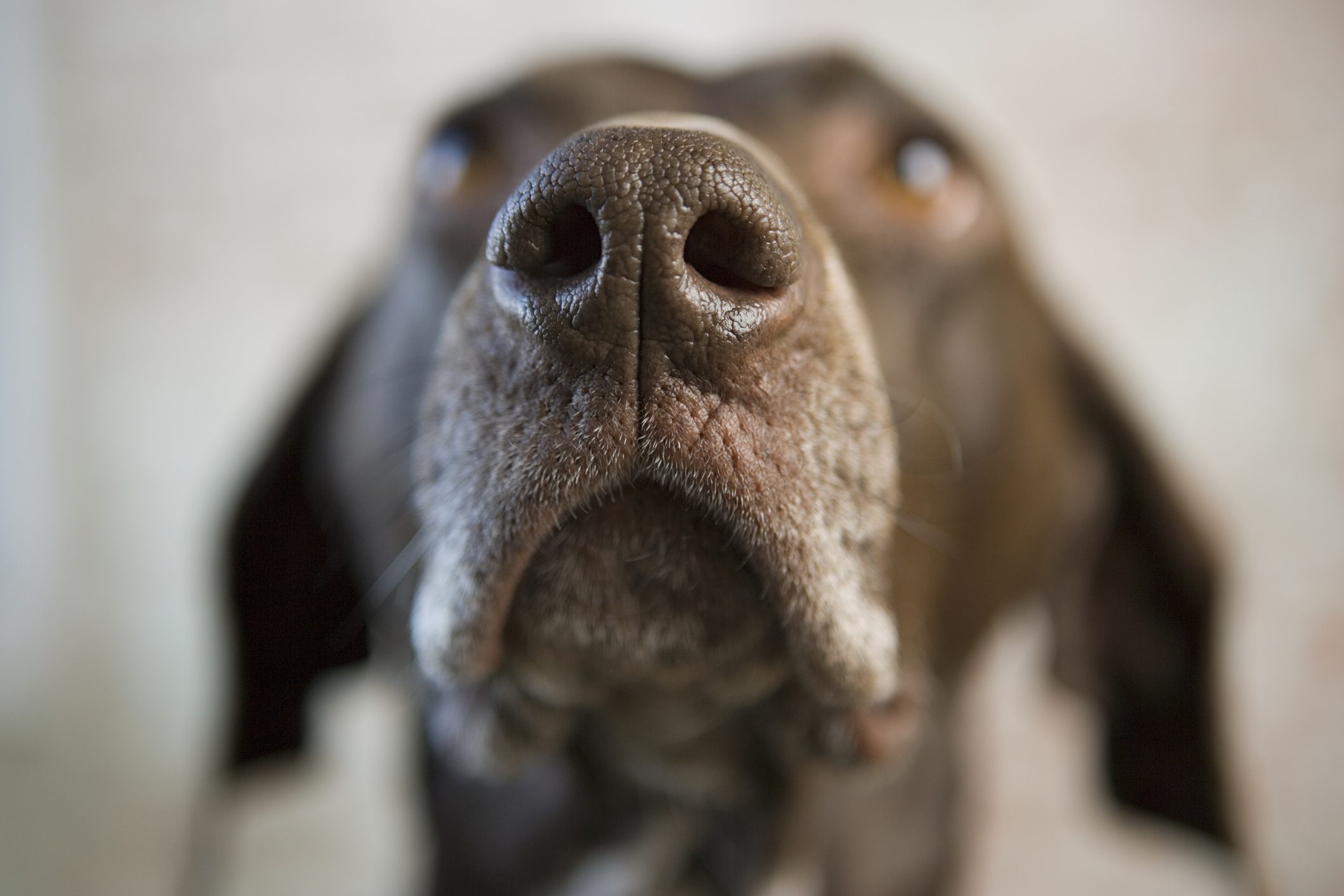 Feci del cane con presenza di muco: cause, sintomi e cosa fare Feci del cane con presenza di muco: cause, sintomi e cosa fare
