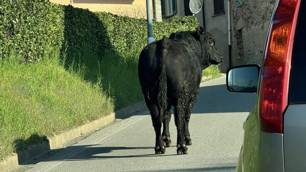 Immagine