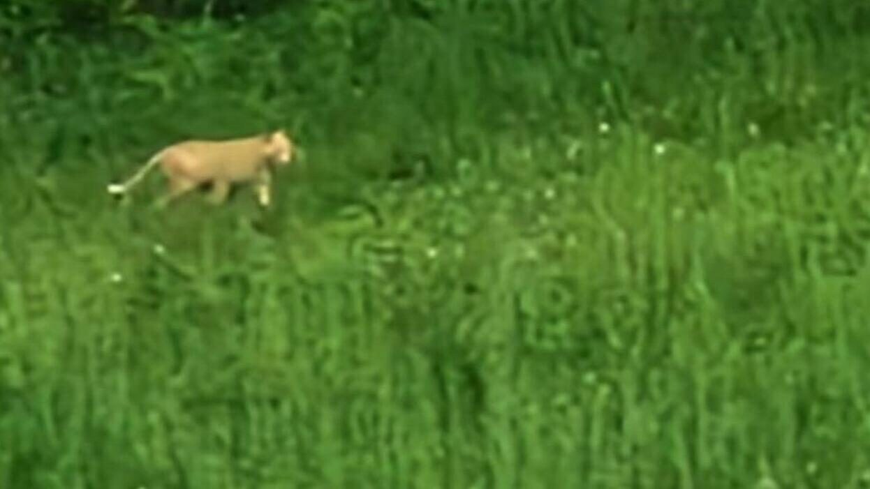 Caccia a un grosso felino 