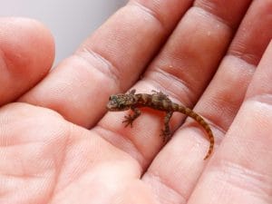 Riscoperto alle Galápagos il minuscolo geco dalle dita a foglia: su Rábida si pensava estinto da 5.000 anni