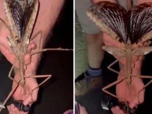 Il video dell&#8217;insetto stecco gigante scoperto in Australia: non è il più grande al mondo, ma ci va vicino