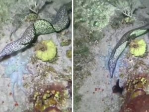 La murena insegue il polpo, ma lui la inganna con un trucco da prestigiatore: il video che sembra un cartone animato
