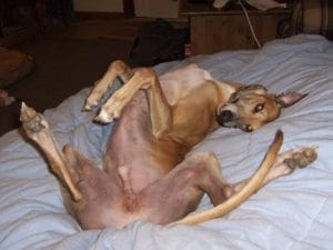 Cosa significa quando il levriero dorme sulla schiena con le zampe in aria? Cos&#8217;è il &#8220;roaching&#8221; tipico di questa razza