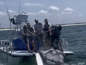 &#8220;Lasciatela andare, vergognatevi!&#8221;: così una manta gigante viene pescata per essere venduta ad un acquario