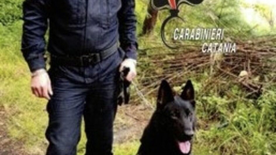Addio ad Auro, il cane antidroga dei Carabinieri di Nicolosi: “Accudito con amore fino alla fine”