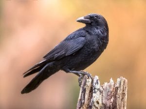 Gli animali &#8220;che contano&#8221;: quali sono le specie che capiscono la matematica