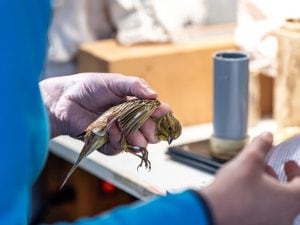 West Nile, il ruolo degli uccelli nella diffusione del virus: “Ci aiutano a capire quando e dove colpirà”