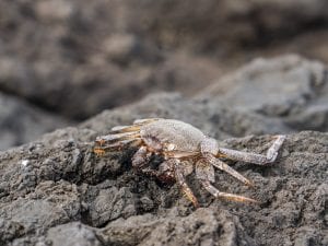 Le cose da non fare quando trovi animali marini in spiaggia: i consigli per una convivenza sicura