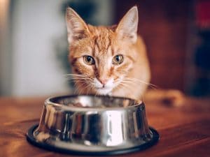 Cosa deve mangiare un gatto sterilizzato e perché l’alimentazione è diversa